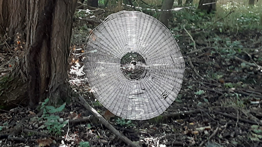 Choáng với mạng nhện khổng lồ đủ giăng bắt người trong khu rừng Mỹ choang voi mang nhen khong lo du giang bat nguoi trong khu rung my