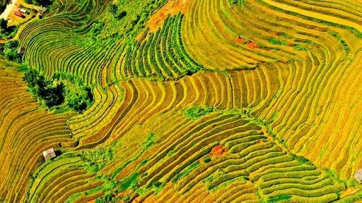 Du khách thích thú ngồi trực thăng ngắm ruộng bậc thang Mù Cang Chải