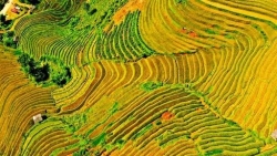 Du khách thích thú ngồi trực thăng ngắm ruộng bậc thang Mù Cang Chải