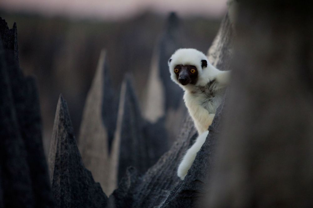 Khu rừng đá sắc như lưỡi dao – nơi hiểm trở bậc nhất thế giới khu rung da sac nhu luoi dao noi hiem tro bac nhat the gioi