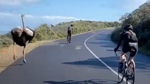 Đà điểu đuổi bám sát theo sau đoàn du khách đạp xe