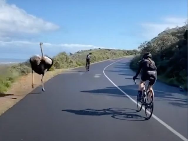 da dieu duoi bam sat theo sau doan du khach dap xe