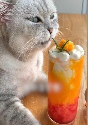 ‘Mèo đầu bếp’ gây chấn động mạng xã hội