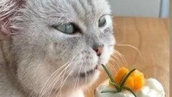‘Mèo đầu bếp’ gây chấn động mạng xã hội