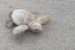 Bất ngờ phát hiện rùa biển màu trắng kem siêu quý hiếm tại Mỹ