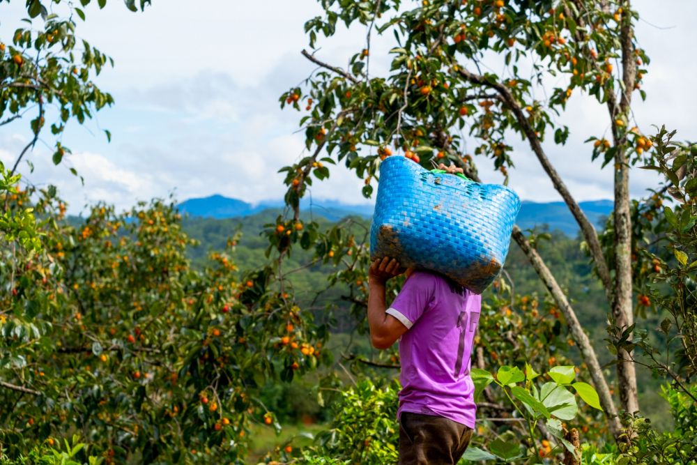 dat lat dep me man mua hong chin du khach di chang no ve