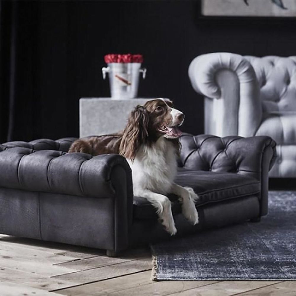 Những thiết kế giường nằm sang chảnh cho thú cưng của bạn