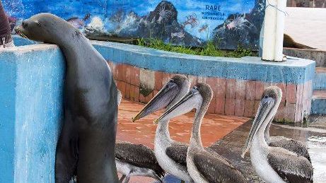 Đàn bồ nông 'lịch sự' xếp hàng trước quầy cá chờ xin ăn