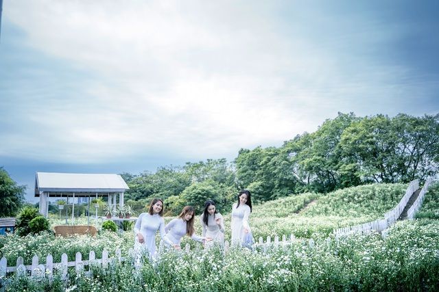 lac vao canh dong cuc hoa mi 3000m2 dep me man o ha noi