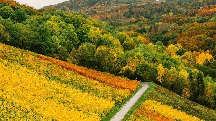 Đắm mình trong cảnh đẹp mùa Thu ngập sắc vàng ở châu Âu