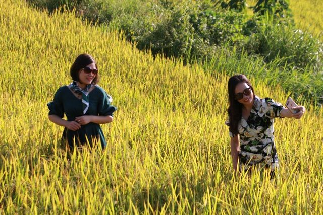 Mùa vàng ở vùng cao Tiên Yên đã thu hút du khách. Về vùng cao Tiên Yên, Quảng Ninh ngắm ruộng bậc thang rực rỡ mùa lúa chín