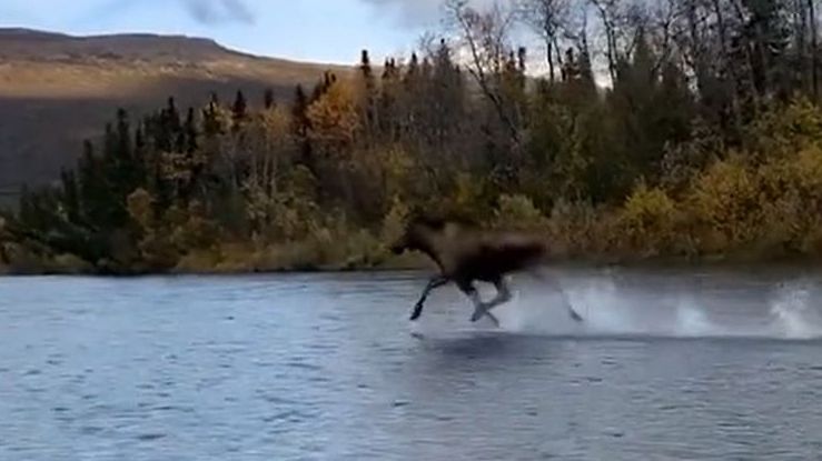 Kỳ diệu khoảnh khắc nai sừng tấm chạy như bay trên mặt nước