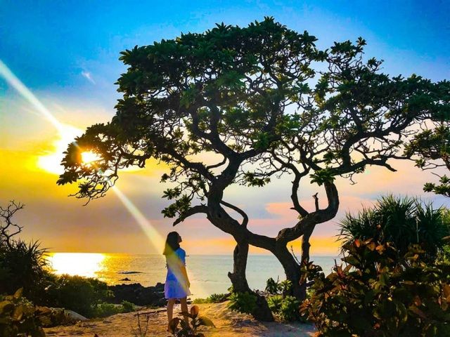 Bão số 9 quật gãy cây phong ba 'cô đơn' nổi tiếng ở đảo Lý Sơn