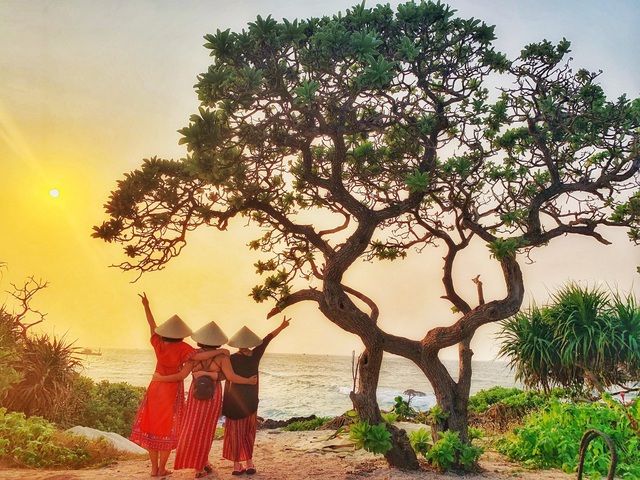 Bão số 9 quật gãy cây phong ba 'cô đơn' nổi tiếng ở đảo Lý Sơn