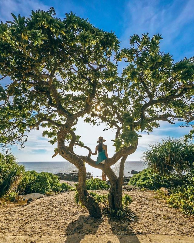 Bão số 9 quật gãy cây phong ba 'cô đơn' nổi tiếng ở đảo Lý Sơn