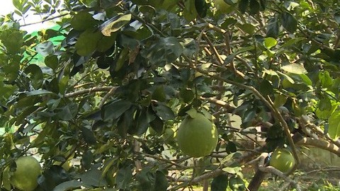 Liên minh châu Âu ra 2 cảnh báo về an toàn thực phẩm đối với hàng xuất khẩu của Việt Nam