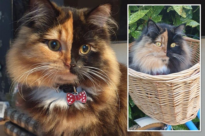 Anh: Chú mèo hai mặt nổi tiếng vì có Anh: Chú mèo hai mặt nổi tiếng vì có