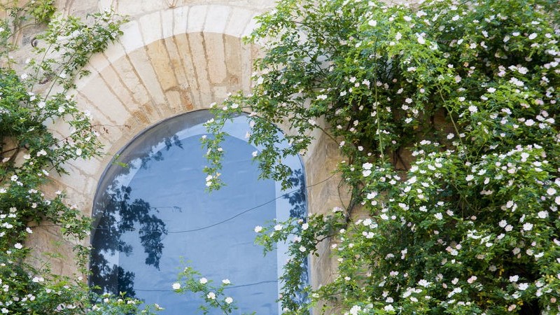 Đức: Bụi hồng leo cánh đơn gần nghìn năm vẫn nở hoa hàng năm