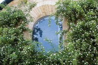 Đức: Bụi hồng leo cánh đơn gần nghìn năm vẫn nở hoa hàng năm