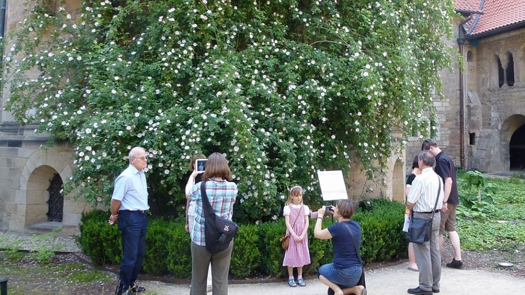 Đức: Bụi hồng leo cánh đơn cổ thụ gần nghìn năm tuổi nở hoa đều hàng năm