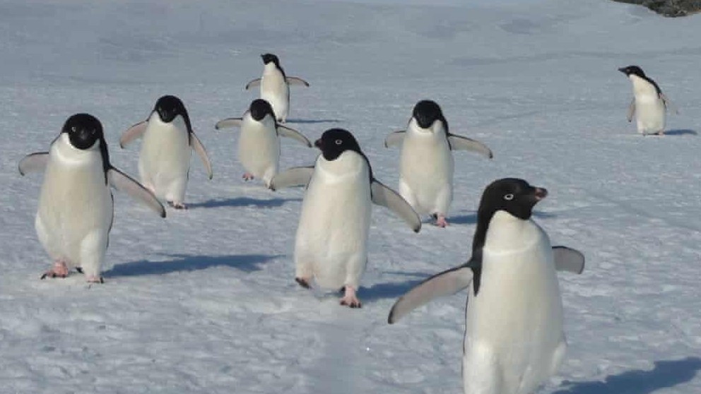 Khảo sát: Số lượng chim cánh cụt Adelie ngoài khơi Nam Cực đang giảm nhanh