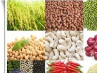 khai mac hoi cho giang sinh quoc te prague 2017