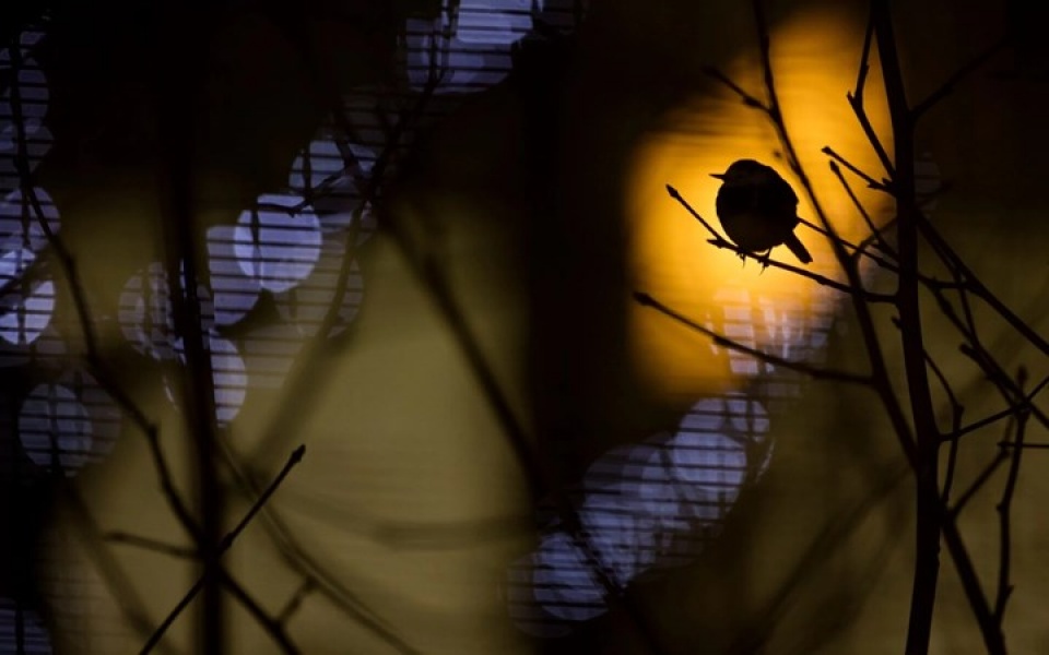 Những bức ảnh thiên nhiên hoang dã đẹp nhất tại Anh nhung buc anh thien nhien hoang da dep nhat tai anh