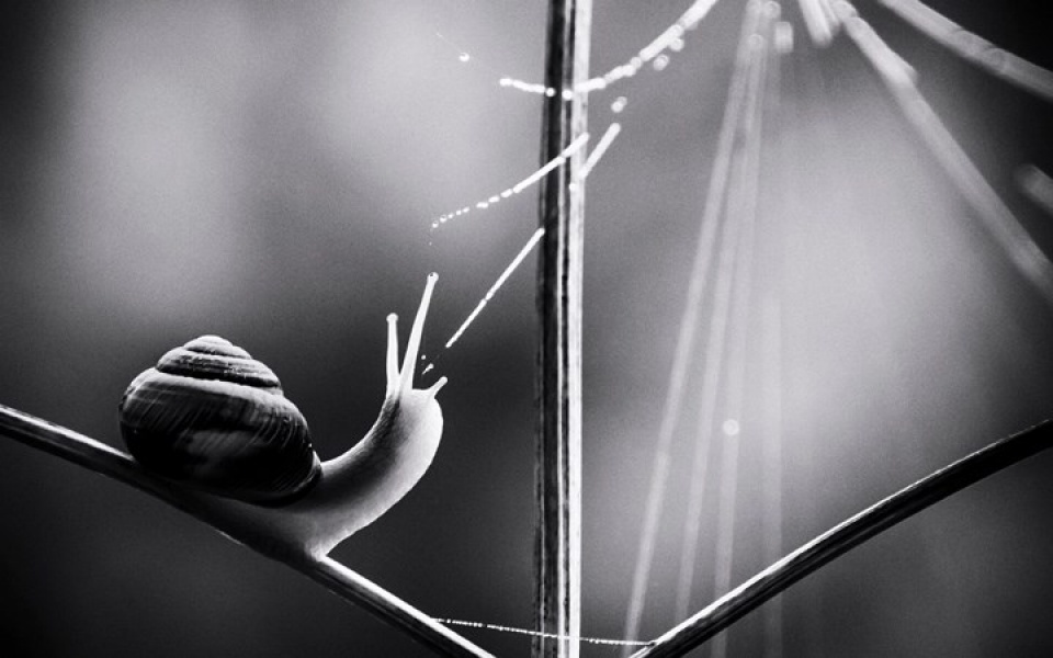 Những bức ảnh thiên nhiên hoang dã đẹp nhất tại Anh nhung buc anh thien nhien hoang da dep nhat tai anh