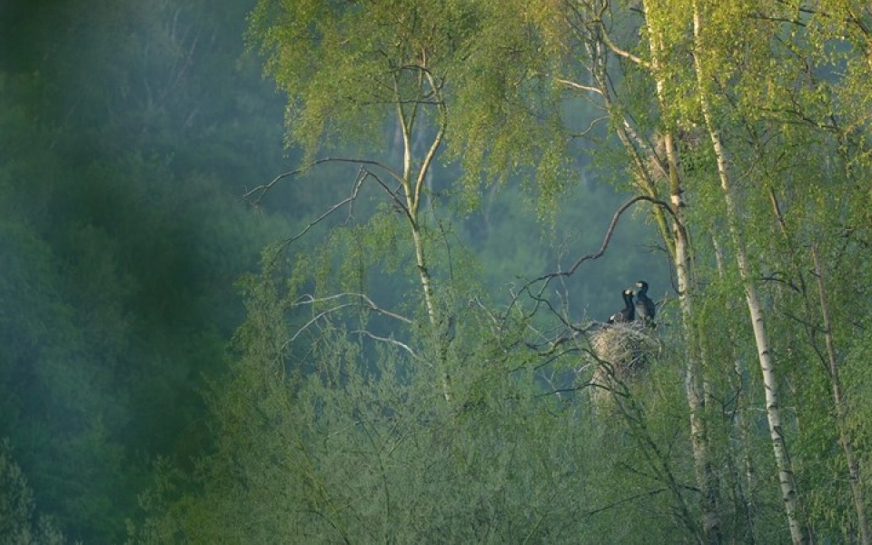 Những bức ảnh thiên nhiên hoang dã đẹp nhất tại Anh nhung buc anh thien nhien hoang da dep nhat tai anh