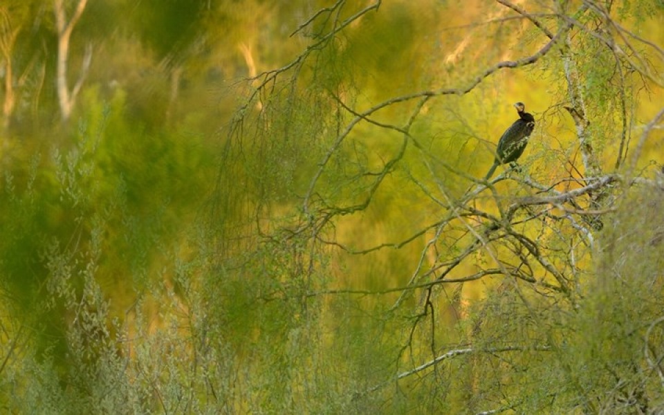 Những bức ảnh thiên nhiên hoang dã đẹp nhất tại Anh nhung buc anh thien nhien hoang da dep nhat tai anh