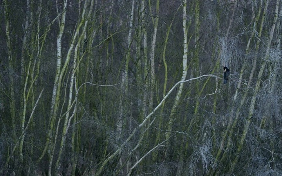 Những bức ảnh thiên nhiên hoang dã đẹp nhất tại Anh nhung buc anh thien nhien hoang da dep nhat tai anh