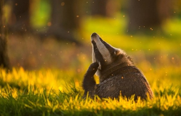 Những bức ảnh thiên nhiên hoang dã đẹp nhất tại Anh