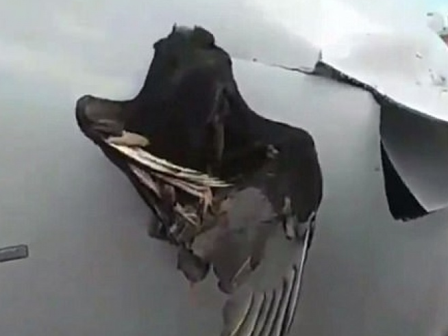 Chim khổng lồ mắc kẹt vào đầu máy bay sau va chạm trên không