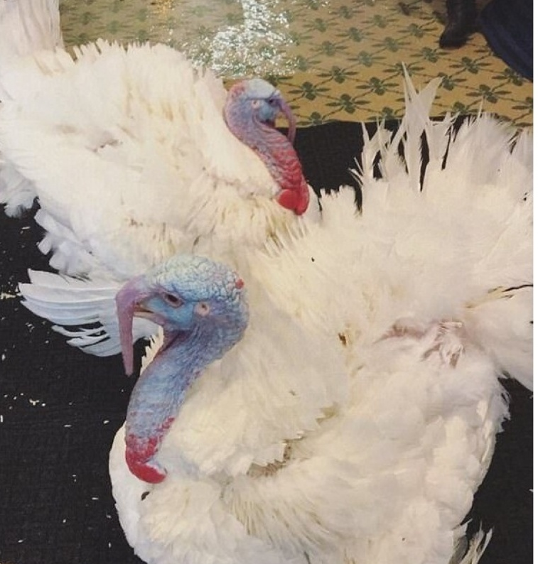 Hai "vị khách" đặc biệt của Nhà Trắng nhân dịp lễ Tạ ơn