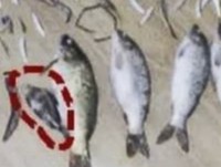 nhieu gia thiet xung quanh nguon goc sinh vat ky la lan dau tien duoc tim thay