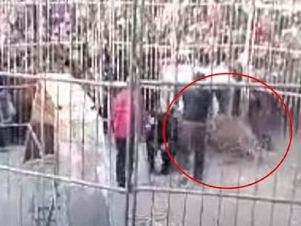 Hổ sổng chuồng khi đang biểu diễn, hai trẻ nhỏ bị thương