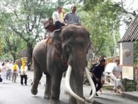 trung quoc 14 con voi say ruou ngo tuy luy