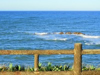 cay doc chet nguoi chua chat co the gay ung thu duoc dung lam mon dac san