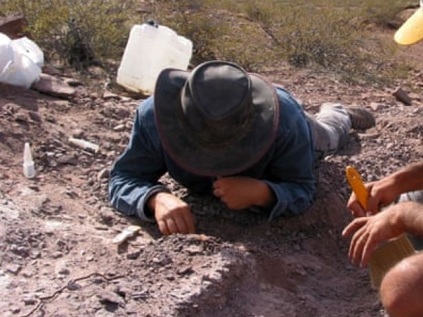 Argentina: Phát hiện hóa thạch xương loài khủng long mới