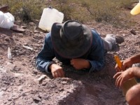 new zealand phat hien hoa thach chim canh cut khong lo