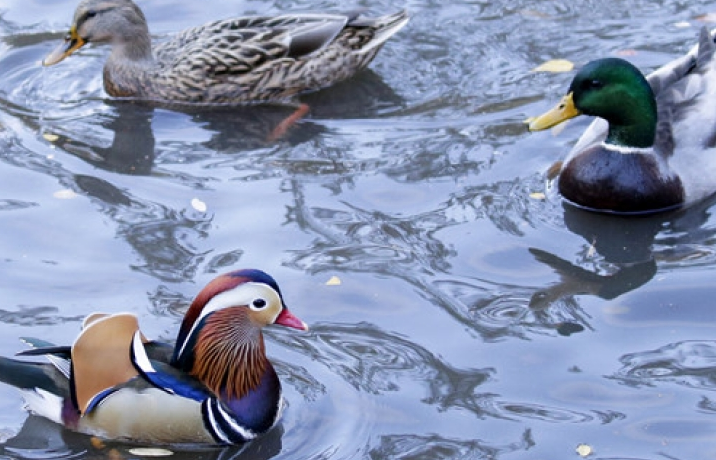 Mỹ: Xuất hiện sau khi mất tích, vịt uyên ương khiến dân New York phát cuồng