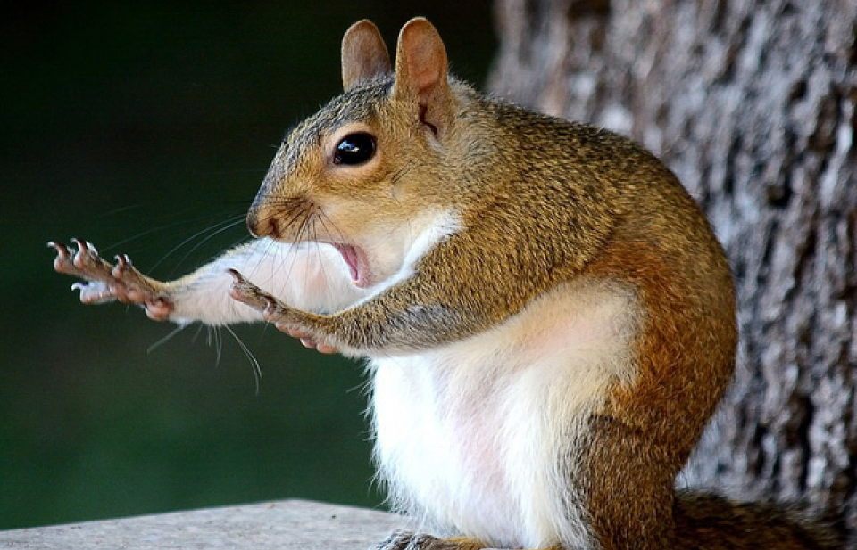 Những khoảnh khắc hài hước nhất của thiên nhiên năm 2018