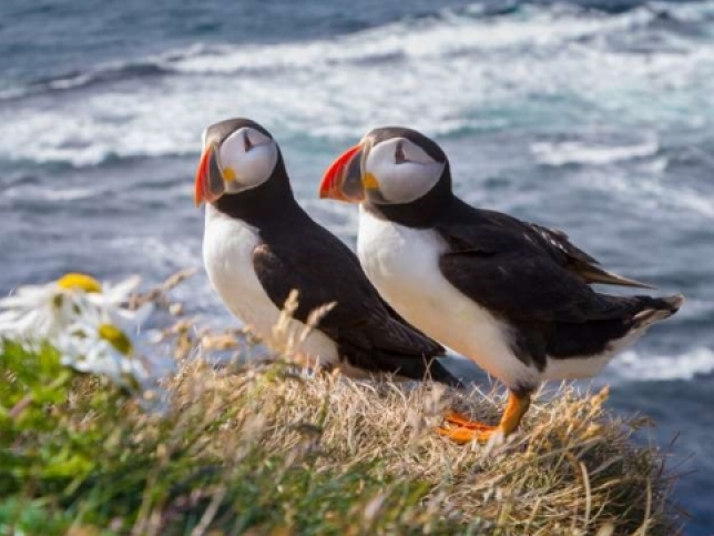 Những sự thật bất ngờ về các loài động vật