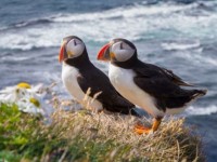 tan chay voi nhung buc anh gia dinh dang yeu cua cac loai dong vat