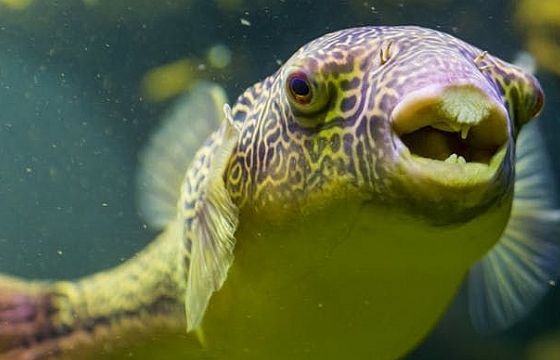 Những phát hiện thú vị về giấc ngủ của loài cá