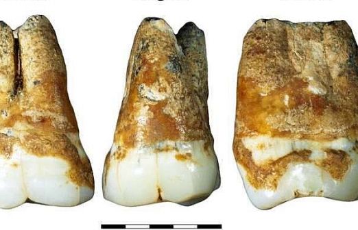 Phát hiện răng người 40.000 năm tuổi, hé lộ thông tin về tổ tiên của người hiện đại