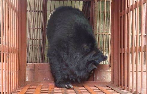 Cứu hộ gấu ngựa 10 tuổi tại trường Nghệ thuật Xiếc và Tạp kỹ, Hà Nội