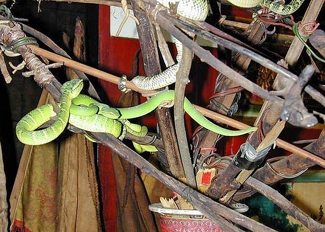 Malaysia: Ngôi đền linh thiêng toàn rắn độc bò lổm ngổm tứ phía malaysia ngoi den linh thieng toan ran doc bo lom ngom tu phia