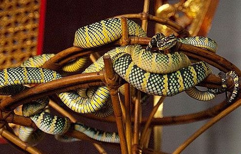 Malaysia: Ngôi đền linh thiêng toàn rắn độc bò lổm ngổm tứ phía