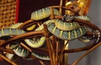 Malaysia: Ngôi đền linh thiêng toàn rắn độc bò lổm ngổm tứ phía